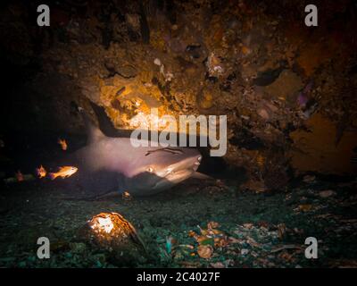 Un requin récif à pointe blanche (Triaenodon obesus) dans une grotte sous-marine de l'île Gato, Malapscua, Philippines. Le requin récif de Whitetip est une espèce de requie Banque D'Images