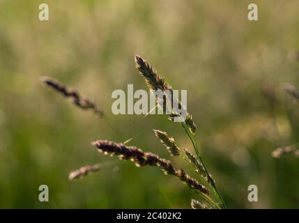 Pied de coq (Dactylis glomerata), Warwickshire, Royaume-Uni Banque D'Images