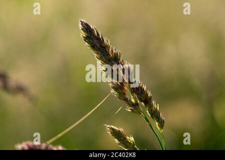 Pied de coq (Dactylis glomerata), Warwickshire, Royaume-Uni Banque D'Images