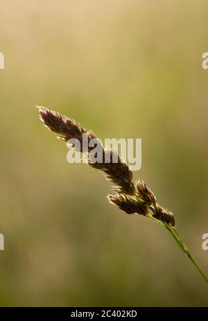 Pied de coq (Dactylis glomerata), Warwickshire, Royaume-Uni Banque D'Images