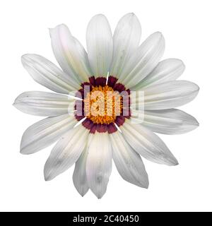 gazania soleil fleur sur fond blanc, isolé avec un chemin de coupure, macro-shot. Banque D'Images
