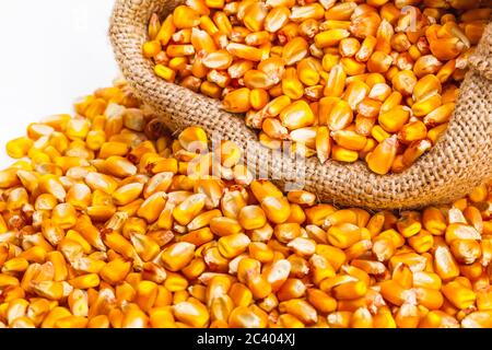 Extreme close up of corn kernels renversé sur le sol avec un sac de grains derrière. Isolated on white Banque D'Images