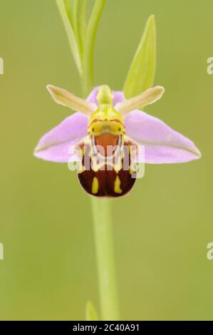 Abeille Orchidée, Ophrys apifera, en fleur, gros plan, Norfolk, juin Banque D'Images