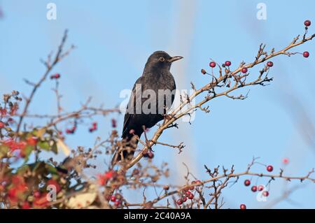 Blackbird, Turdus merula, homme, on hawthorn Berries, hedgerow, Norfolk, Winter Banque D'Images