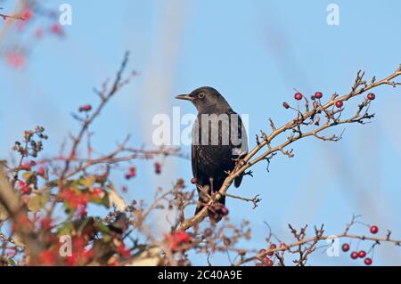 Blackbird, Turdus merula, homme, on hawthorn Berries, hedgerow, Norfolk, Winter Banque D'Images