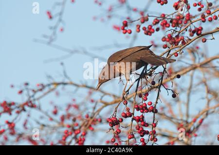 Blackbird, Turdus merula, femelle, se nourrissant de baies d'aubépine, hedgerow, Norfolk, hiver Banque D'Images