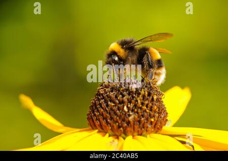 Bumblebee à queue de chamois, Bombus terrestris, se nourrissant de la fleur de Rudbekia, jardin, Norfolk, août Banque D'Images