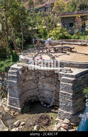 Bull et homme dans le champ travaillant pour obtenir l'eau aux champs, Inde. Banque D'Images