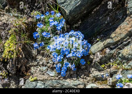 Himmelsherold (Erythrichium nanum) auf der Pfulwe (Gipfel) BEI Zermatt, Kanton Wallis. Banque D'Images