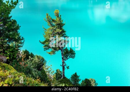 Föhre oder Arve über dem türkisbauen Wasser des Zervreililasees, Valser Tal, Graubünden Banque D'Images