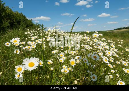 Oxeye Daisies croissant dans les prairies rugueuses, East Garston, West Berkshire, Angleterre, Royaume-Uni, Europe Banque D'Images