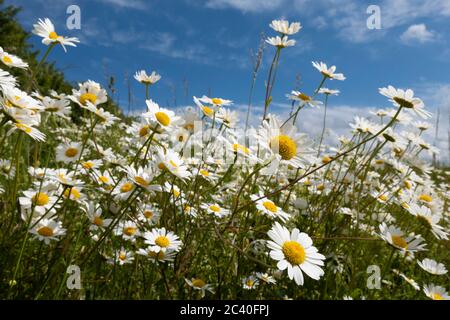 Oxeye Daisies croissant dans les prairies rugueuses, East Garston, West Berkshire, Angleterre, Royaume-Uni, Europe Banque D'Images