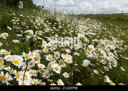 Oxeye Daisies croissant dans les prairies rugueuses, East Garston, West Berkshire, Angleterre, Royaume-Uni, Europe Banque D'Images