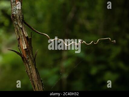 Un prélèvement sur la droite avec une branche de Curly s'étendant à gauche sur un fond vert flou au parc Speedwell Forge, comté de Lancaster, Pennsylvanie Banque D'Images