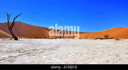 Arbres Camelthorn morts contre le ciel bleu à Deadvlei, Sossusvlei. Parc national Namib-Naukluft, Namibie, Afrique. Banque D'Images