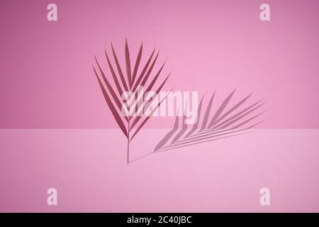 Plantes étendues avec fond à deux tons. Arrière-plan avec des feuilles de palmiers peintes. Concept art.. Minimal Banque D'Images