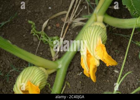 Fleur d'une courgette dans la première phase de croissance Banque D'Images