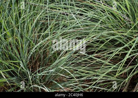 Un petit bluestem a été enveloppé dans la rosée au soleil du matin. Également connu sous le nom d'herbe à barbe, Banque D'Images