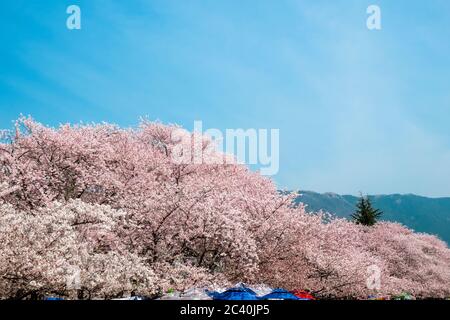 La voûte de cerisiers fleurit des arbres sous un ciel bleu clair à la gare de Gyeonghwa Cherry Blossom Road pendant le festival Jinhae Gunhangje, le plus grand festival de Corée Banque D'Images