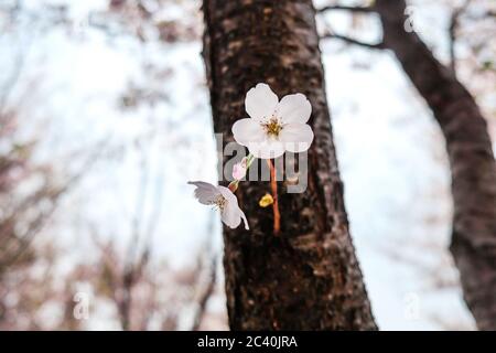 Vue rapprochée des fleurs de cerisiers à Jinhae, Busan, Corée du Sud. Les cerisiers en fleurs de l'espèce Jinhae sont Prunus × yedoensis avec du rose clair Banque D'Images