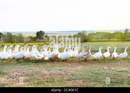 un troupeau de canards blancs se broutent dans un champ Banque D'Images