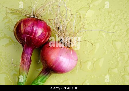 oignons rouges sur la surface de table de jardin en métal vert humide, norfolk, angleterre Banque D'Images