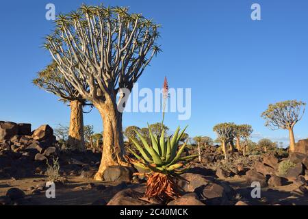 L'usine d'Agave dans la forêt d'arbres de quiver en Namibie au coucher du soleil. Lumière chaude du soir Banque D'Images