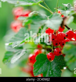 Baies rouges de raisins rouges sur un buisson vert dans le jardin après la pluie Banque D'Images