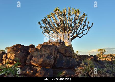 Forêt de l'arbre de quiver à l'extérieur de Keetmanshoop, Namibie. Arbres magiques contre le coucher de soleil mystique Banque D'Images