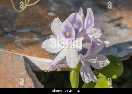 La jacinthe d'eau fleur en plein soleil Eichhornia crassipes Banque D'Images