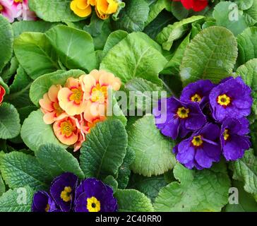 Primula fleurit avec des feuilles de plusieurs couleurs en vente par le fleuriste au printemps Banque D'Images