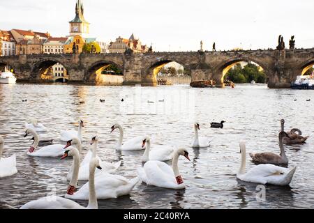 La famille des cygnes flottant se détendre et nager trouver de la nourriture dans la rivière Vltava dans la vieille ville près du pont Charles à Prague, République tchèque Banque D'Images