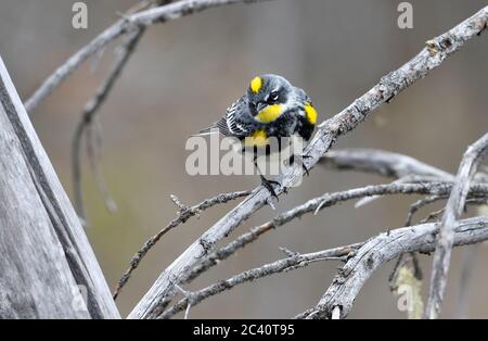 Une paruline à rumissement jaune 'Dendroica coronata', perchée sur quelques branches mortes de saules à l'observation des insectes à la promenade du castor près de Hinton, en Alberta, Californie Banque D'Images
