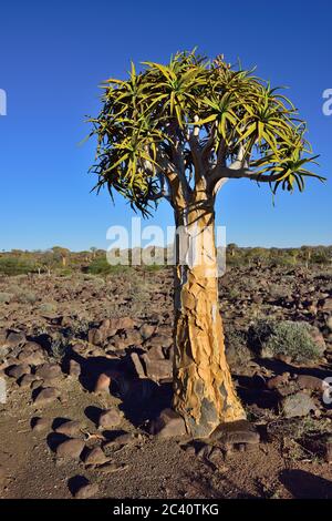 Jeune arbre de quiver dans la forêt à l'extérieur de Keetmanshoop, Namibie au coucher du soleil. Lumière chaude du soir Banque D'Images