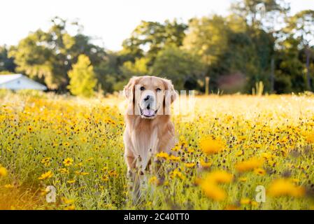 Golden Retriever dans le champ avec des fleurs jaunes. Magnifique chien avec des yeux noirs Susans en fleur. Retriever au coucher du soleil dans un champ de fleurs et d'or Banque D'Images