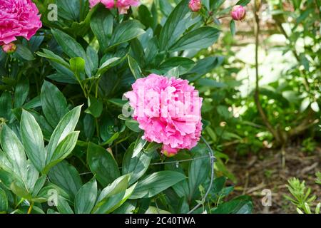 La pivoine (Paeonia officinalis commune) Banque D'Images