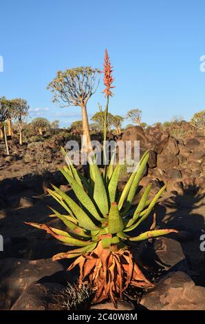 L'usine d'Agave dans la forêt d'arbres de quiver en Namibie au coucher du soleil. Lumière chaude du soir Banque D'Images