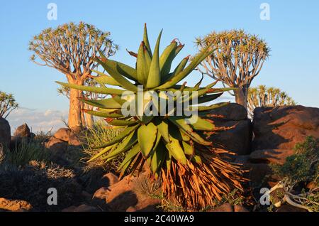 L'usine d'Agave dans la forêt d'arbres de quiver en Namibie au coucher du soleil. Lumière chaude du soir Banque D'Images