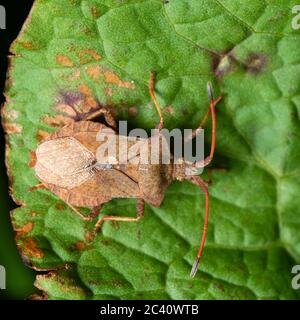 Adulte de la punaise hémiptérine britannique, Coreus marginatus Banque D'Images