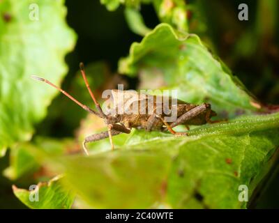 Adulte de la punaise hémiptérine britannique, Coreus marginatus Banque D'Images