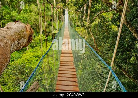 Pont suspendu entre deux grands arbres, bassin de l'Amazone, Pérou, Amérique du Sud Banque D'Images