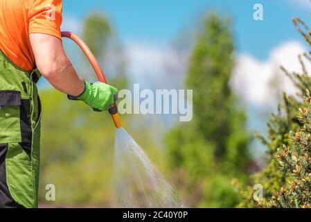 Les hommes caucasiens arroser les plantes de jardin pendant l'après-midi d'été chaud. Prendre soin du jardin. Banque D'Images