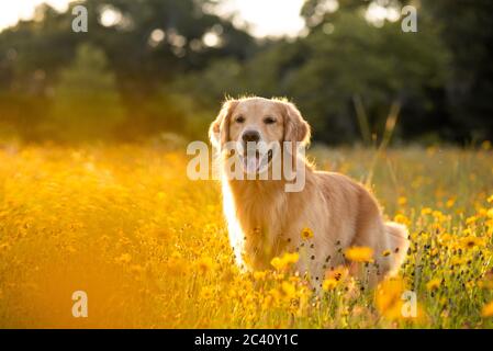 Golden Retriever dans le champ avec des fleurs jaunes. Magnifique chien avec des yeux noirs Susans en fleur. Retriever au coucher du soleil dans un champ de fleurs et d'or Banque D'Images