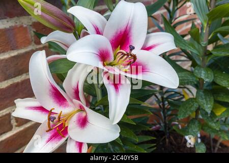 Grand nénuphars japonais blanc 'Altari' avec centre bordeaux et étamines de pollen fleuries dans un jardin à Surrey, dans le sud-est de l'Angleterre, au début de l'été (juin) Banque D'Images