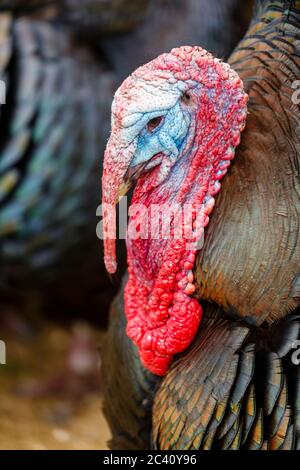 Vue rapprochée de la tête colorée d'une dinde en bronze (Meleagris gallopava) sur une ferme à Birdworld, Hampshire, dans le sud de l'Angleterre Banque D'Images