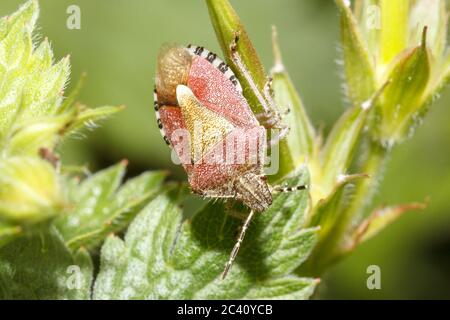 Coccinelle (Dolycoris baccarum) Sussex, jardin britannique Banque D'Images