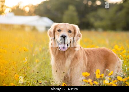 Golden Retriever dans le champ avec des fleurs jaunes. Magnifique chien avec des yeux noirs Susans en fleur. Retriever au coucher du soleil dans un champ de fleurs et d'or Banque D'Images