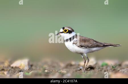 Le petit pluvier annelé est un petit pluvier. Le nom de genre Charadrius est un mot latin tardif pour un oiseau jaunâtre mentionné dans le Vulgat du quatrième siècle Banque D'Images