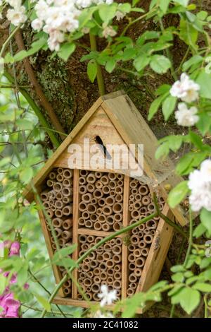 une vue rapprochée d'une maison de insectes qui a été faite par l'homme pour encourager les insectes et les insectes à nicher Banque D'Images