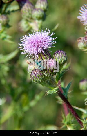 La mouche espagnole (Lytta vesicatoria) est un coléoptère vert émeraude de la famille des coléoptères des boursouflures (Meloidae). Sur un chardon rampant. Cirsium arvense Steracea Banque D'Images